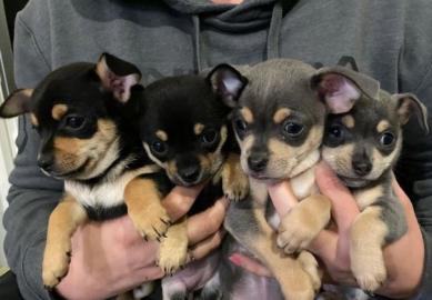 Chihuahua-Welpen zu verkaufen