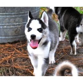 3 Siberian Husky Welpen