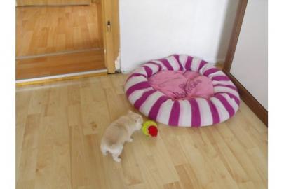 S�SSER- KLEINER- CHIHUAHUA- JUNGE- IN--