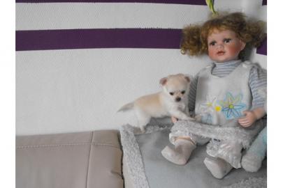 S�SSER- KLEINER- CHIHUAHUA- JUNGE- IN--