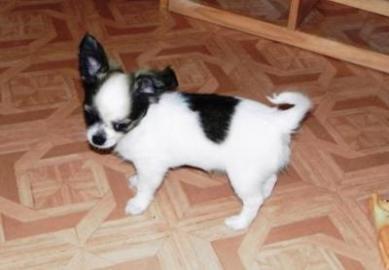Mini Chihuahua Welpen