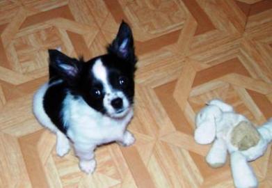 Mini Chihuahua Welpen