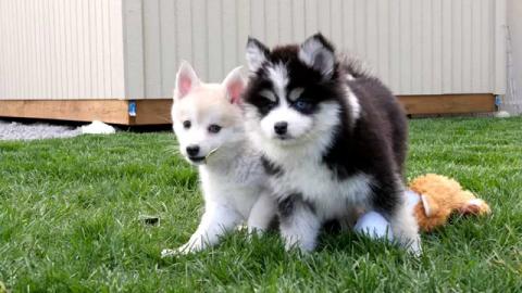 Reinrassige Pomsky. . . . 