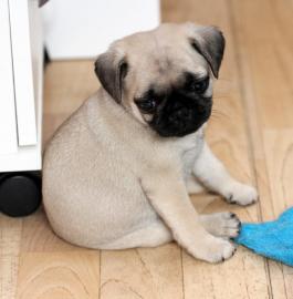 Mops Welpen sehr s??e und liebevolle Mop