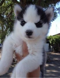 Wundersch�ne Husky welpen mit Papieren a