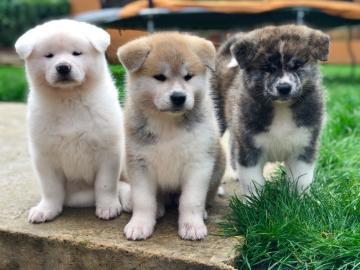 Japanische Akita Inu Welpen