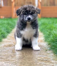 Japanische Akita Inu Welpen