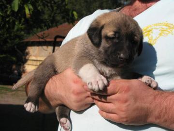 T�rkischer Hirtenhund Kangal - Welpen