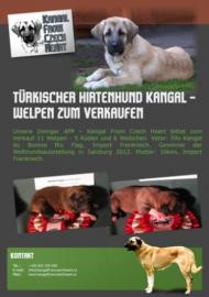 T�rkischer Hirtenhund Kangal - Welpen