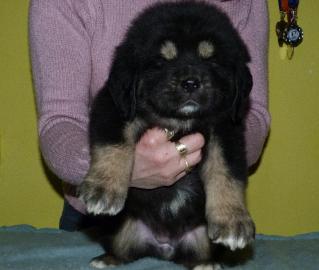 TIBET MASTIFF - DO-KHYI
