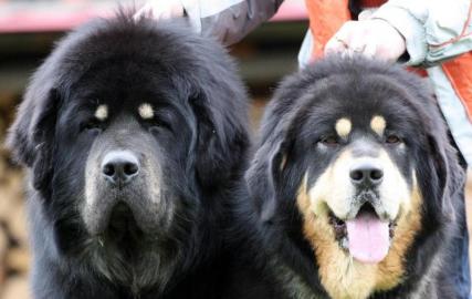 TIBET MASTIFF - DO-KHYI