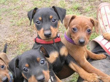 Super s��e Reinrassige Zwergpinscher Wel