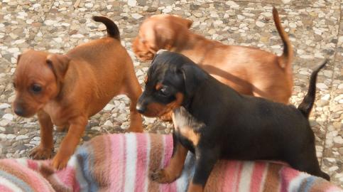 Super s��e Reinrassige Zwergpinscher Wel