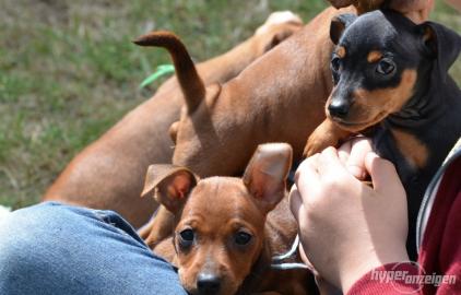 Super s��e Reinrassige Zwergpinscher Wel