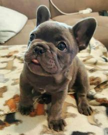 Wundersch�ne Franz�sische Bulldoggen Wel