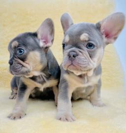 Wundersch?ne franz?sische Bulldoggenwelp