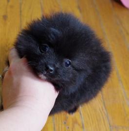 Pomeranian Zwergspitz Boo Welpen.  FCI.  C
