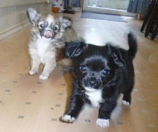 Wundersch�ne M�nnliche und Weibliche Chi