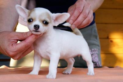 Mini Chihuahua welpen