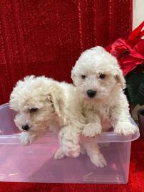 Sch?ne Maltipoo-Welpen verf?gbar