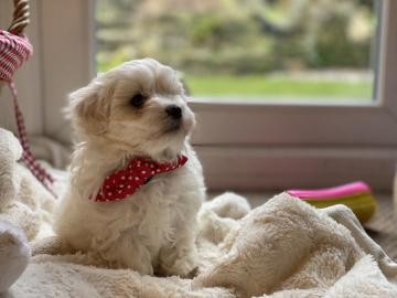 Sch?ne Maltipoo-Welpen verf?gbar