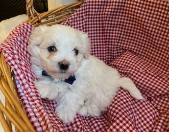 Sch?ne Maltipoo-Welpen verf?gbar