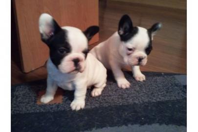 FRANZ�SISCHE BULLDOGGEN WELPEN GECHIPT
