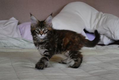 Maine Coon K�tzchen