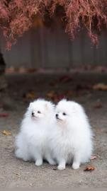 Pure White Pomeranian bereit f?r ein neu