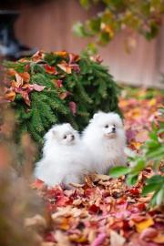 Pure White Pomeranian bereit f?r ein neu