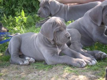 Deutsche Doggen Welpen mit DDC Papieren
