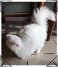 S��este Gccf registrierte persische K�tz