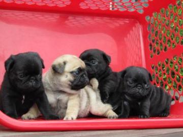 Mops Welpen