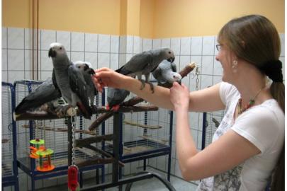 superzahme Kongo-Graupapageien