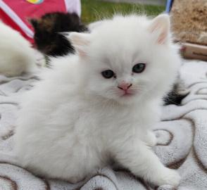 s??es Ragdoll-K?tzchen f?r neues Zuhause