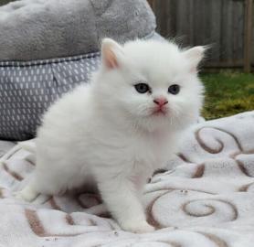 s??es Ragdoll-K?tzchen f?r neues Zuhause
