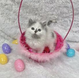s??es Ragdoll-K?tzchen f?r neues Zuhause