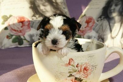 4 Biewer-Yorkshire suchen ab sofort ein