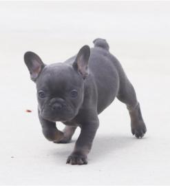 franz?sische Bulldog Welpen
