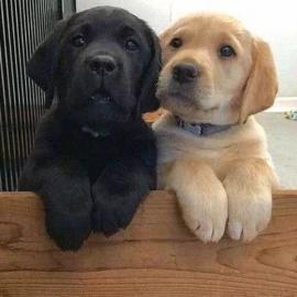 Labrador Welpe reinrassig R?de whatsapp