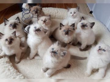 Ragdoll Kitten reinrassig mit Stammbaum