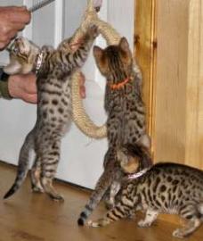 S��e Haus Kitten