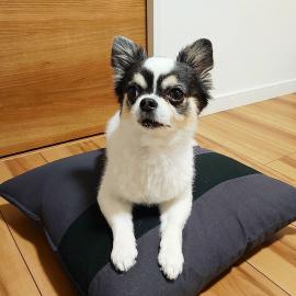 Wundersch?ne 12 Wochen alte Chihuahua