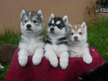 Top Siberian Husky Welpen mit ASCA Papie