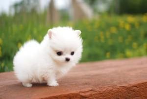 KOSTENLOS Pomeranian Zwergspitz welpen. 