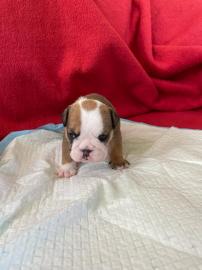 Englische Bulldoggenwelpen