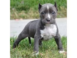 Blaue Nase Pitbull Welpen whatsapp Numme