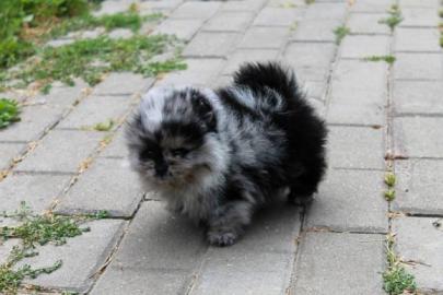 S��e Pomeranian Spitz Schwarzer Welpe