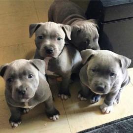 Spezielle kleine Pitbull Welpen