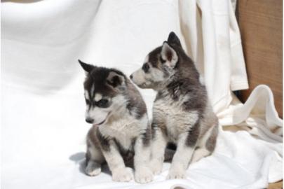 Super Gezogene Husky - Welpen